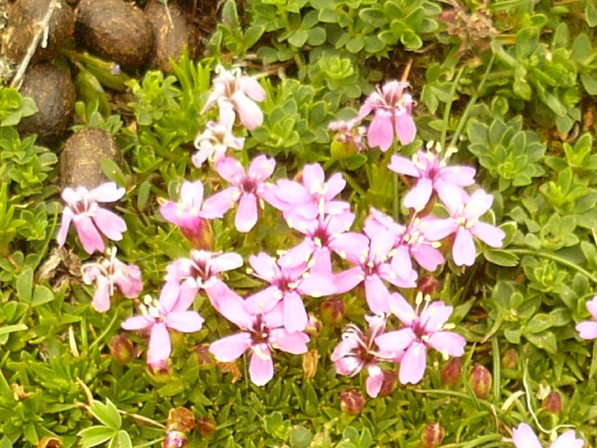 Silene acaulis subsp. bryoides (Caryophyllaceae)